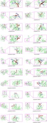 Identification and vitro verification of the potential drug targets of active ingredients of Chonglou in the treatment of lung adenocarcinoma based on EMT-related genes